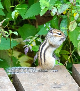 Streifenhörnchen
