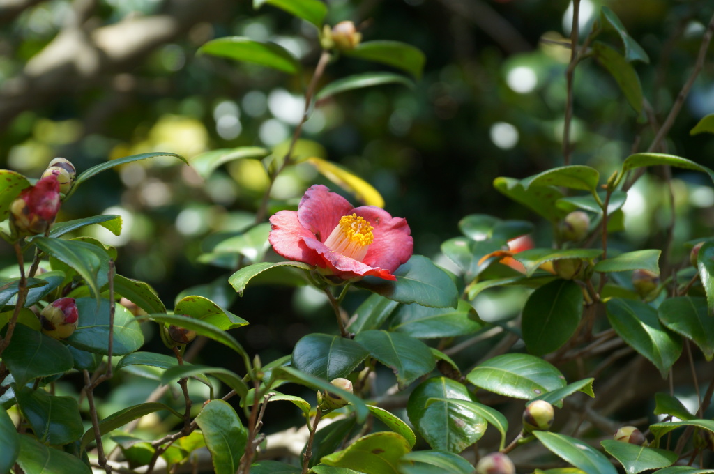 Kamelienblüte