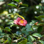 Kamelienblüte