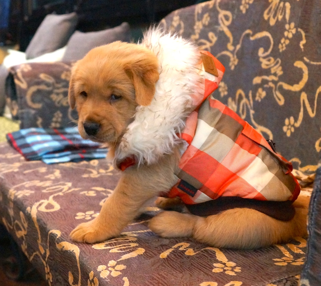 Golden Retriever Baby