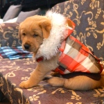 Golden Retriever Baby