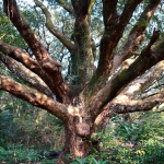 Muskatbaum im Bijarim Forest