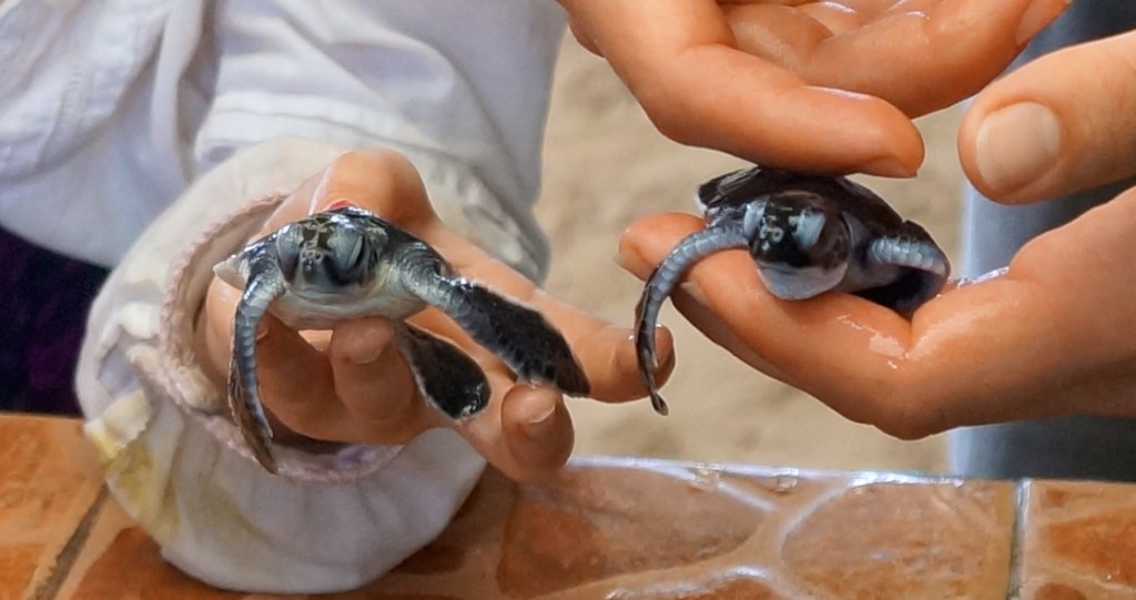 Schildkröten Babys