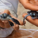 Schildkröten Babys