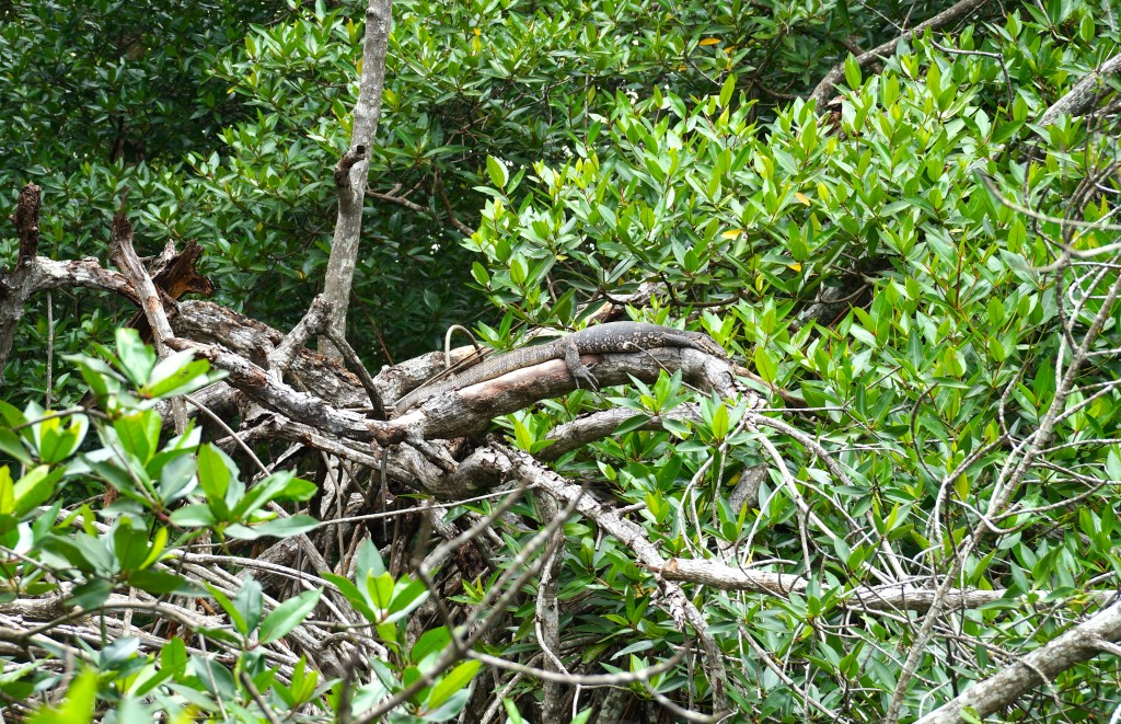 Waran Suchbild