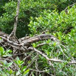 Waran Suchbild