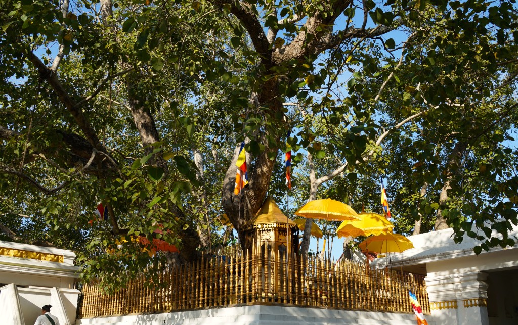 Bodhi-Baum