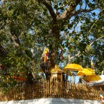 Bodhi-Baum