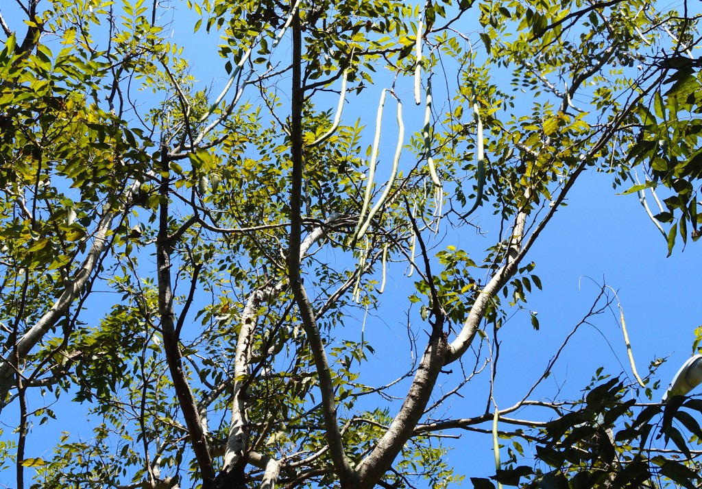 Moringa Baum
