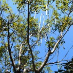 Moringa Baum