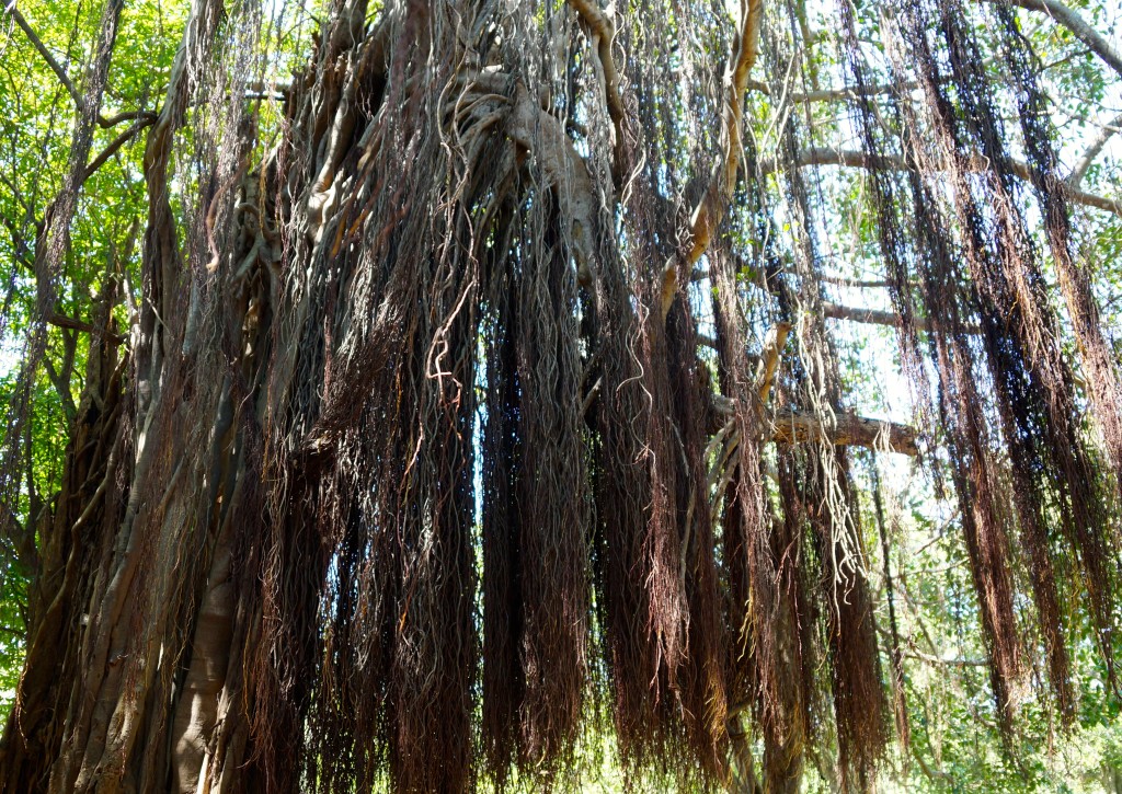 Baum mit langen Haaren