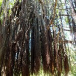 Baum mit langen Haaren