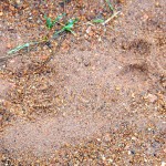 Leoparden Spuren