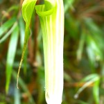 Kopralilie