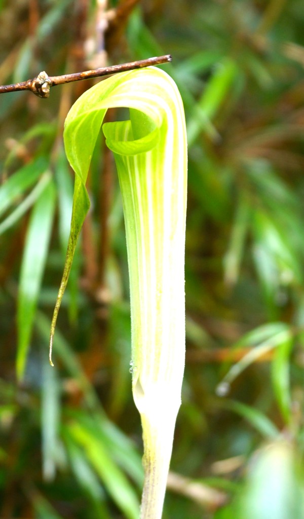 Kopralilie