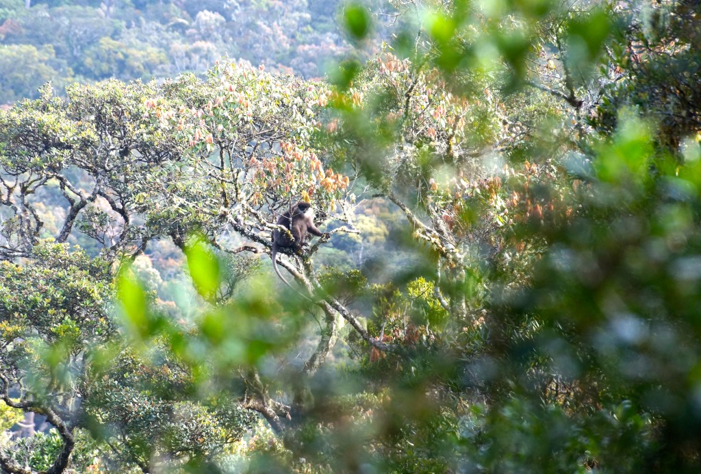 Weißbartlangur Affe im Baum