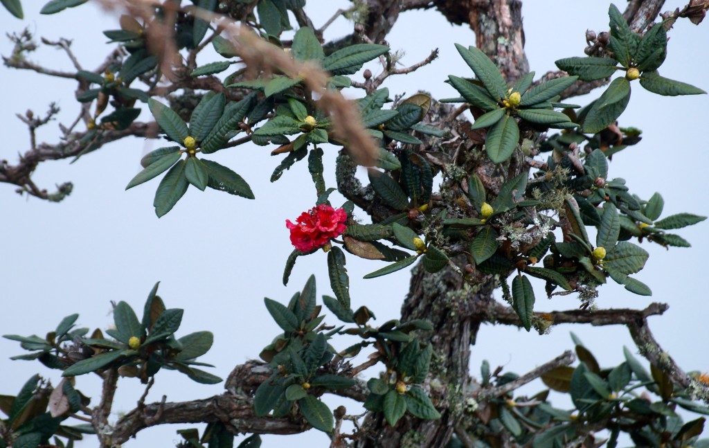 rot blühender Rhododendron Baum