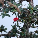 rot blühender Rhododendron Baum
