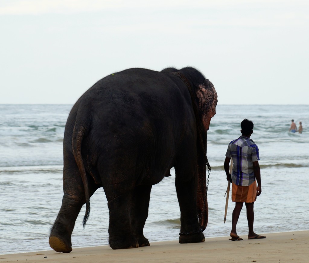 Elefant am Strand