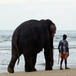 Elefant am Strand