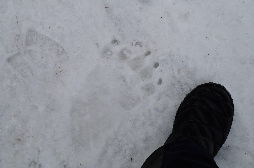 "kleine" Bärenspur im Schnee