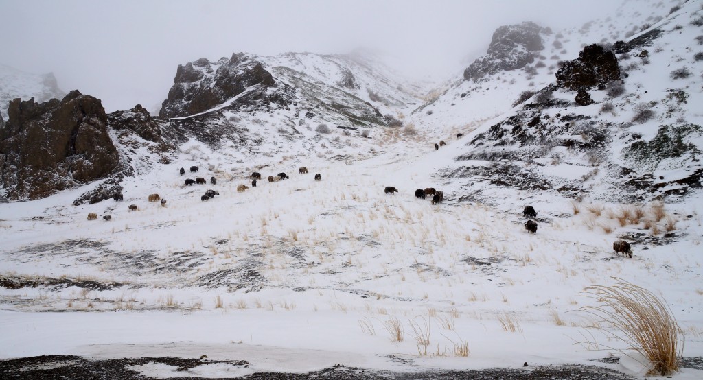 Schnee u. Yaks in der Wüste Gobi