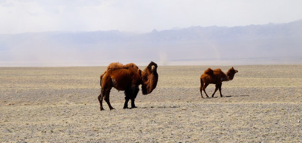 Wüste Gobi mit seinen Bewohnern und Sandsturm geschwängerter Luft