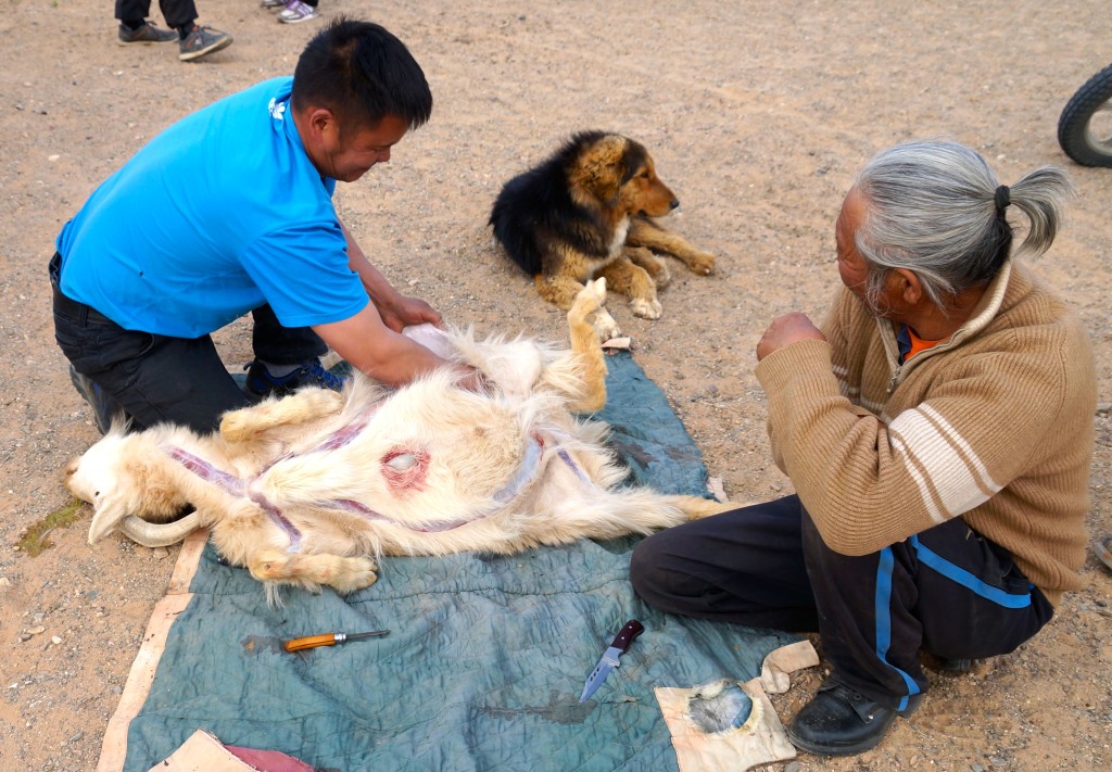 traditionelle Schlachtung eines Tieres in der Mongolei