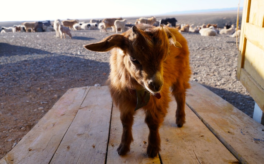 neugierige Besucher