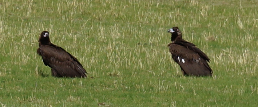 Adler Spaziergang