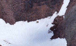 Bär auf dem Weg zum Gipfel